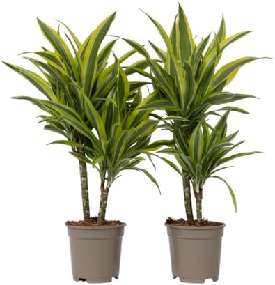 Plant in a Box - Dracaena Deremensis - Lemon Lime - Árboles de dr...