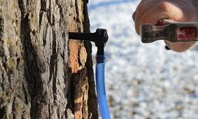 Old Cobblers Farm™ Premium Maple Syrup Tapping Kit (36" Sap Line & Tap 10 Per Kit)