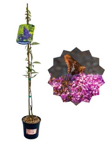 P. Piantine da Orto | Albero delle Farfalle - Buddleja Davidii, Vaso 1,5 L, Pianta Pronta per il Trapianto, Pianta Vera da Esterno, Frutti Esotici, Vivaio Italiano