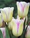 Blushing Girl Tulip Flower Seeds 50 Stratisfied Seeds