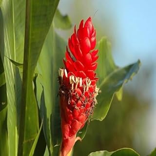 10 graines de fleur de gingembre rouge