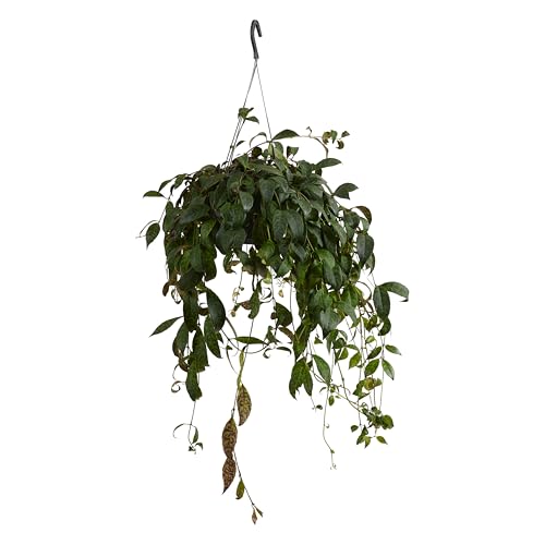 Bloomique - Aeschynanthus Marmoratus - Plante rouge à lèvres - Plante suspendue - Plante d'intérieur - Sans danger pour les animaux - Purificateur d'air - 30-40 cm de haut - Pot de 17 cm