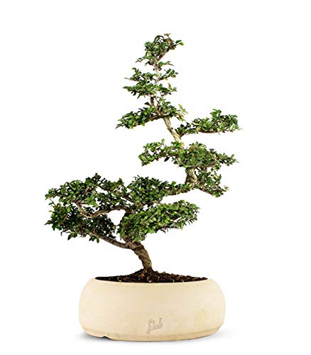 Bonsai di Zelkova Altezza 40 cm, Pianta Vera, per Interno ed Esterno, Vaso Artigianale di Terracotta- Bianco