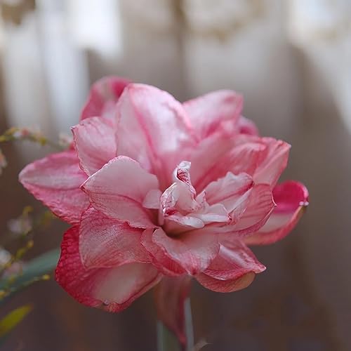 3 pcs Amaryllis Zwiebeln, Gartenpflanzen Winterhart Mehrjährig Hippeastrum Frühlingszwiebeln Frisch Steckzwiebeln Exotische Pflanzen Winterhart Blumenzwiebeln Mehrjährig Winterhart – Bild 3