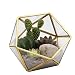 Kimdio Geometric Terrarium Clear Glass Tabletop Planter Air Plant Holder Display for Succulent Fern Moss Air Plants Holder Miniature Outdoor Fairy Garden DIY Gift (M-Gold)