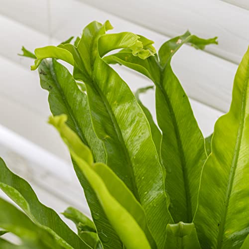 Perfect Plants Birds Nest Fern 'Leslie' 6In. In Midniight Blue Décor Pot | Asplenium Nidus 'Birds Nest' | Easy Care Houseplant | Perfect For Low To Moderate Light Conditions | Low Mantainence #TOP4