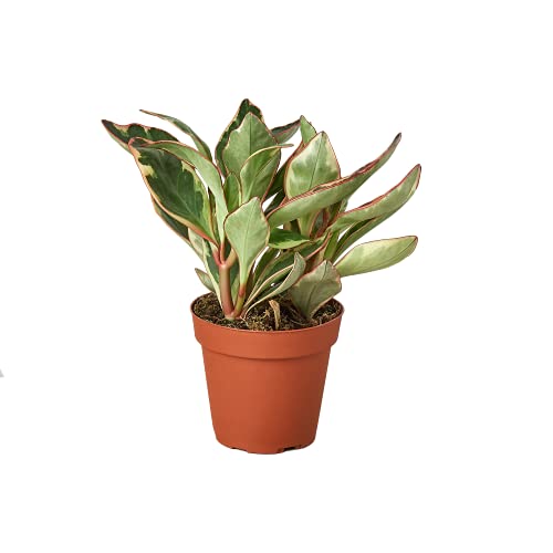 House Plant Shop | Peperomia 'Ginny' - 4' Pot | Live Indoor Plant | Easy to Care | Natural Décor Plant | Great Gifts| Free Care Guide