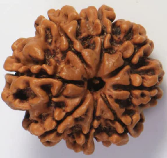 Astro Cart 8 Mukhi Rudraksha Nepali Oval 8 Face Nepal Rudraksha Brawn Aath Mukhi Rudraksha Original Certified आठ मुखी रुद्राक्ष 8 Mukhi Rudraksha 8 मुखी रुद्राक्ष ओरिजिनल नेपाल for Locket