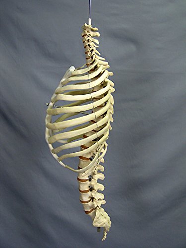 Skeleton Spine And Rib Cage- Life-Size- 2Nd Class #TOP1