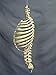 Skeleton Spine and Rib Cage- Life-Size- 2nd Class