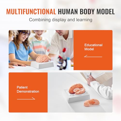 VEVOR Human Brain Model Anatomy 9-Part Model of Brain Life Size Human Brain Anatomical Model w/Display Base & Color-Coded Artery Brain Teaching Anatomy of Brain for Science Classroom Study Display