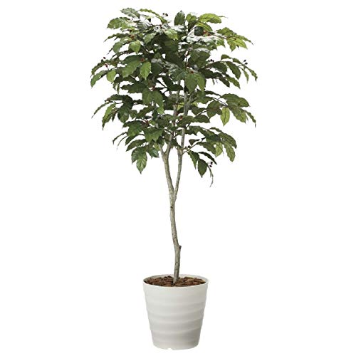 人工観葉植物 光の楽園 コ-ヒ-ツリ- 1.8m
