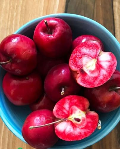 Pianta di Melo 'Abbondanza Rossa' a polpa rossa - vaso Ø 20 cm - H. 150/180 cm