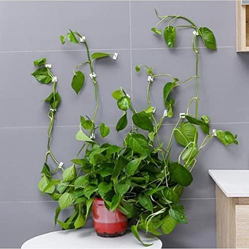 MM RETAILS Plant Climbing Wall Fixing Clip, Indoor Cable tie Clip, Vine Plant Climbing Support Clip, self-Adhesive Hook, Invisible Vine Fixing Clip(Pack of 30) (B09Q65D55B) Amazon Price History, Amazon Price Tracker