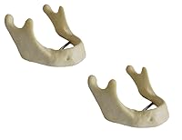 Vista 1 de AlexaDentalStudio L001 modelo de mandíbula edéntulo (juego de 2)