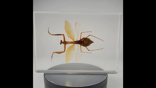 Image of Huge 6.9 inch Real Praying Mantis w /Open Wings in Crystal Clear Lucite Resin Specimen Preserved Animal Insect Bug Taxidermy Collection for Biology Science Education & Desk Ornament Display Paperweight