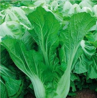 Mustard Leaf Seeds (Sarso), 10 g Pack, 1400+ Seeds for Growing-image-43