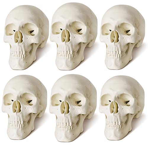 Image of NEW HORIZON Mini Human Skull Model, 6 Part Anatomical Skull is 3.5 inch Tall, with Removable Skull Cap and Moving Jaw, Includes Full Set of Teeth, (6set) Fun Halloween Decorations