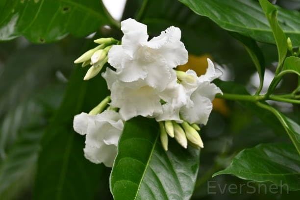 See full amazon price history chart for EverSneh Live Double Petal Tagar flower plant_Crape (crepe) Jasmine/Pinwheel flower/Moonbeam/Carnation of India/Chandni/Tagar_live plant With Black Plastic Pot EverSneh Live Double Petal Tagar flower plant_Crape (crepe) Jasmine/Pinwheel flower/Moonbeam/Carnation of India/Chandni/Tagar_live plant With Black Plastic Pot (B0CWV51ZDR) Amazon Price History, Amazon Price Tracker