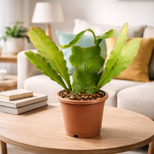 Image of Brahma Kamal Live Plant with Pot | Sacred Himalayan Rare Flowering Plant | Auspicious Vastu Plant for Home & Temple | Easy-Care Indoor-Outdoor Plant | Fresh Healthy Plant