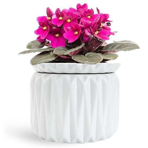 Thriving Thicket 6 inch Self Watering Pot for Indoor...
