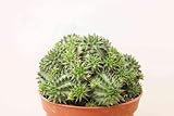  PCMOVILES Cactus EUPHORBIA SUZANNAE en maceta de 8.5cm (planta viva)