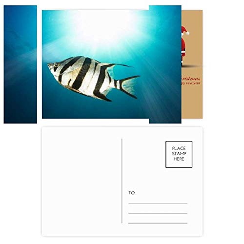 Cartes postales organismes marins pour écrire vos vœux au coin du feu