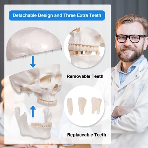 Image of breesky Anatomy Skull Model of Medical: 3-Parts Removable Anatomy Skull Model - Mini Human Skull Anatomical Model for Medical Research.