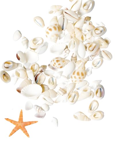 HUVZOR Paquet de 40 g de coquillages, pour l'artisanat, la décoration naturelle, mélange de...