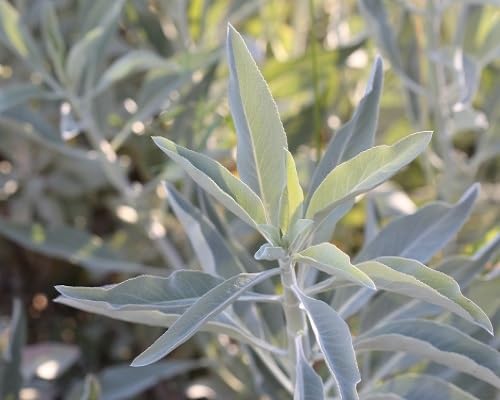 Graines de sauge blanche fraîches 80 pièces