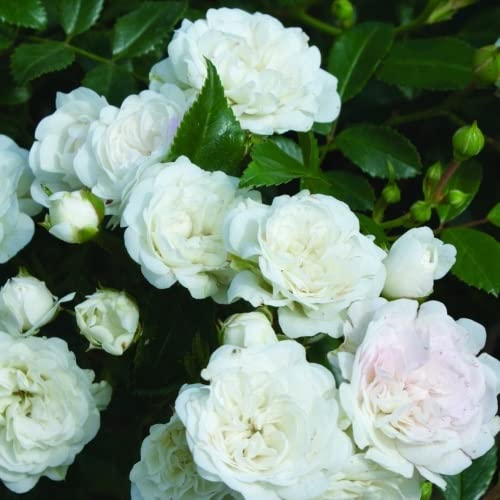 2x Rosier à massif 'White The Fairy' – Rosa 'White Fairy' – pot | Arbuste nain, floraison blanche abondante