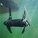 Newport NV-Series 36lb Thrust Saltwater Transom Mounted Electric Trolling Motor with LED Battery Indicator & 30