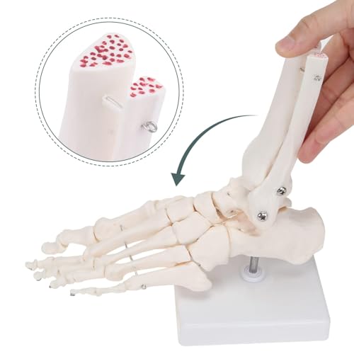 Image of RONTEN Human Foot Skeletal Model, Life-Size Model Showing The Fibula, Tibia, Tarsus, Metatarsal and Phalanges of The Human Left Foot, Simulating Natural Motion