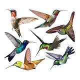 DOITOOL 7個 防撞リアルハチドリウォールステッカー 室内装飾用耐久素材 簡単貼付け取り外し可能 窓や壁の鳥衝突防止インテリアシール