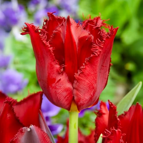 8 bulbes de Tulipes frangées 'Pacific Pearl' | Circonférence 12/+ cm | Bulbes provenant des meilleurs producteurs néerlandais | Sélection exclusive et contrôle qualité | Floraison garantie.