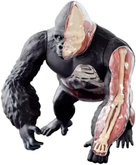 Anatomy Model Anatomy Model Silverback Ape Animal Model Animal Anatomy Model Biological Model Animal Organ Anatomy Organs Model Medical Anatomy