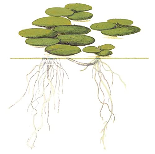 Morso di rana sudamericano - Limnobium laevigatum - Tropica InVitro