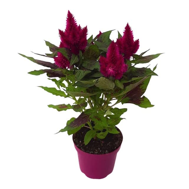 Mini Planta Natural con Flor Celosia o Amaranto Plumoso