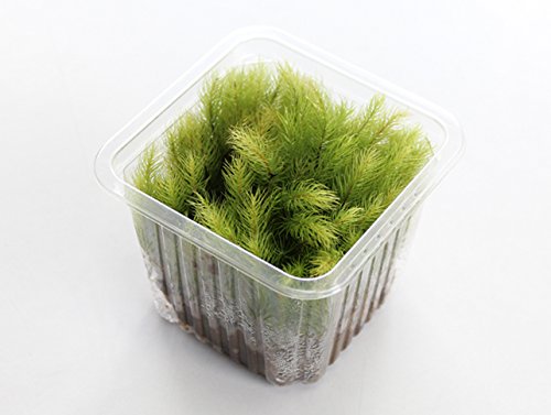 苔 こけ コケ ヒノキゴケ 【ヒノキゴケミニパック(S2)(88×88mm)】 苔 こけ コケ ヒノキゴケ 【ヒノキゴケミニパック(S2)(88×88mm)】