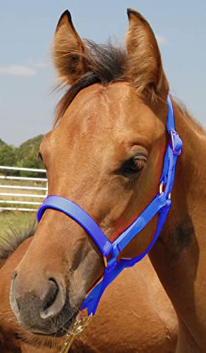 Jeffers Equine Nylon Pony Halter, Up to 300lbs– Heavy Duty 2 Ply Adjustable Design with Webbing & Cast Hardware, Secure Fit for Stable Tack, Training, & Barn Use, Pairs with Blanket - Royal Blue