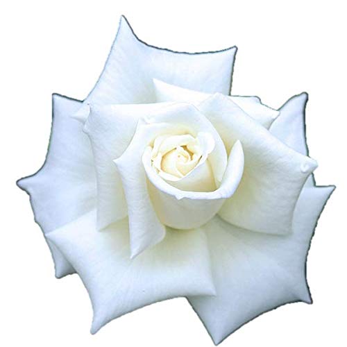 ドイリー1164❤️華麗なツル薔薇のドイリー特大78×33cm ドイリー1164❤️華麗なツル薔薇のドイリー特大78×33cm ドイリー