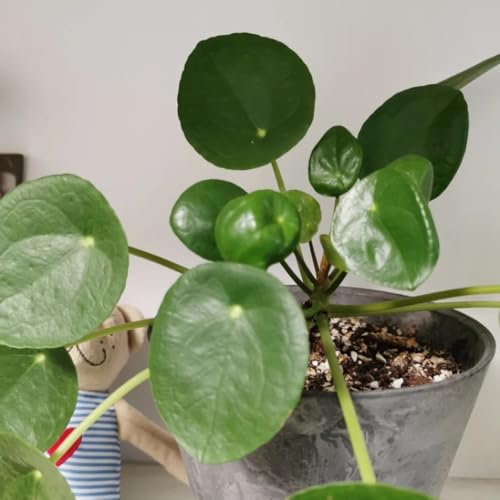 Semillas para plantar pilea peperomioides Decoración otoñal, plantas aromáticas semillas de monedas de la suerte semillas de camas elevadas, hierbas silvestres Plantas de jardín 60pcs