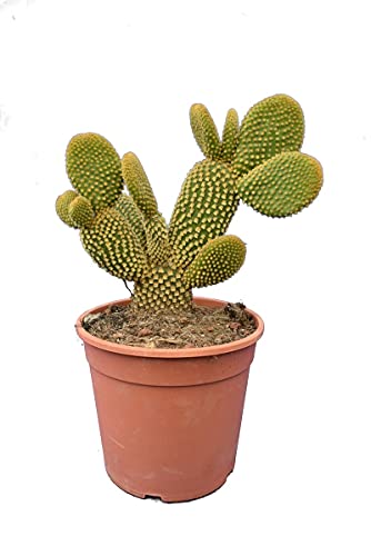 Cactus Alas de Ángel PREMIUM Cactus de Interior y Cactus de Interior