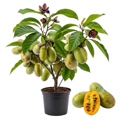 Paw Paw Indian Banana Tree Live Plant, 6-12 Inches, Quart Pot