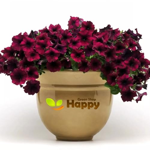 Easy Wave Spreading Petunia Burgundy F1-10 Seeds + Plant tag + Freebie - Petunia x Hybrida - Balcony