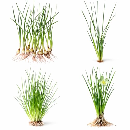 Water Onion Dwarf (Zephyranthes Candida) – Live Bare Root Aquatic Pond Plant – Hardy White Flowering Marginal – 1, 3 or 5 Pack – Grown in USA by CANTON AQUATICS (1)