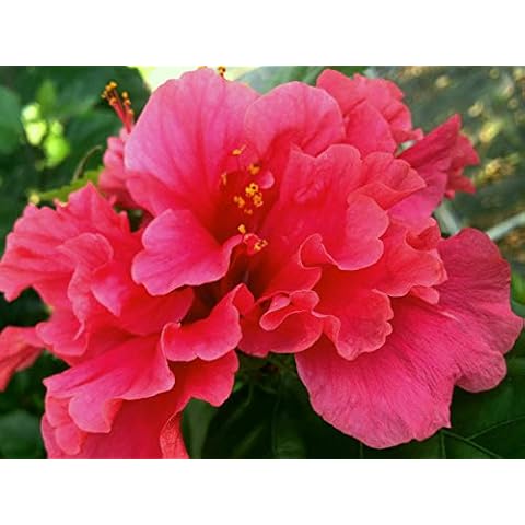 Pride of Hankins Bush Tropical Hibiscus Plant Triple Hot Fuchsia Salmon Pink Flower Emerald Goddess Gardens TM 4 Inch Pot Cover