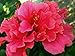 Emeralds TM Tropical Hibiscus Tree Plant Triple Fuschia Hot Pink Pride of Hankins 4 Inch Pot