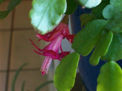 Live Old Fashioned Christmas Cactus Schlumbergera Buckleyi (Bridgesii)