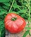 Burpee 'Brandy Boy' Hybrid | Red Beefsteak Slicing Tomato | 35 Seeds